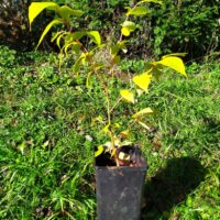 Plants d'arbres à Miel (Tetradium Danielli)