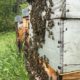 Essaims d'abeilles noires hivernés