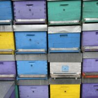 Vends ruches 12 cadres, hausses bâties, et accessoires de la ruche