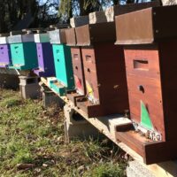 Vends Essaims d'abeilles + ruches + hausses