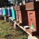 Vends Essaims d'abeilles locales hivernés