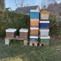 Suite DC vends ruches vides (6), 2 ruches avec essaim, ruchettes, extracteur manuel et maturateur 5L