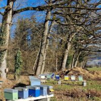 Essaims Hivernés à vendre