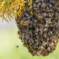🐝 Récupération d’essaims d’abeilles – Annecy & Vallée de Thônes 🐝